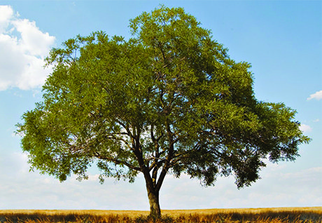 Baum.jpg